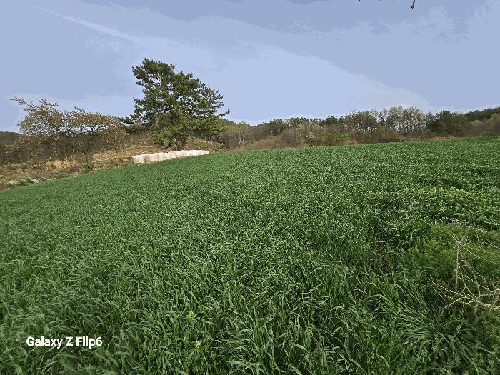 충청남도 논산시 양촌면 인천리 10 전 경매 사진 3