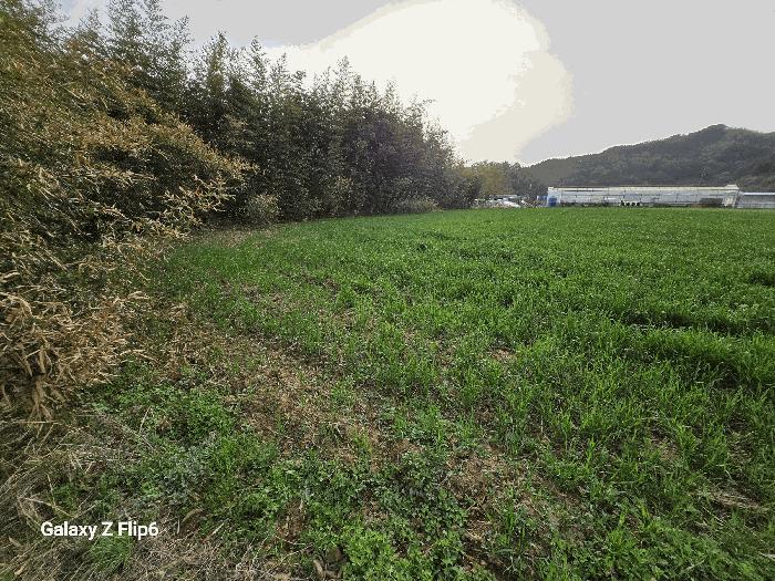 충청남도 논산시 양촌면 인천리 10 전 경매 사진 5