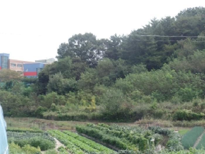 충청남도 계룡시 엄사면 엄사리 232-177 임야 경매 사진 5