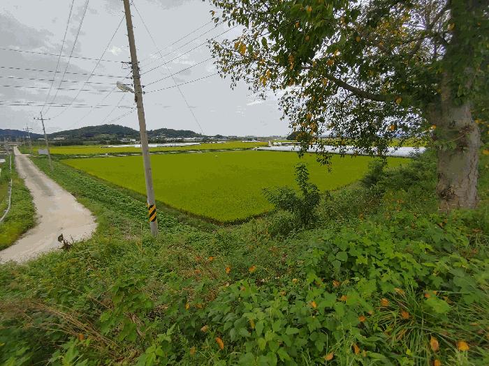 충청남도 부여군 구룡면 주정리 443-1 답 경매 사진 1