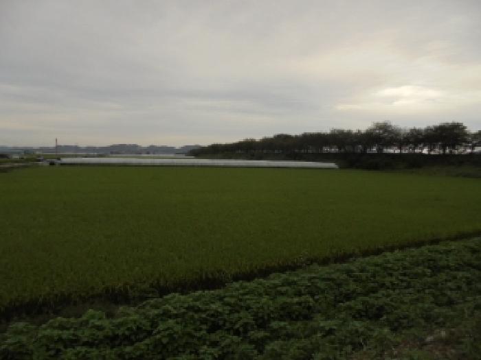 충청남도 부여군 구룡면 주정리 443-1 답 경매 사진 4