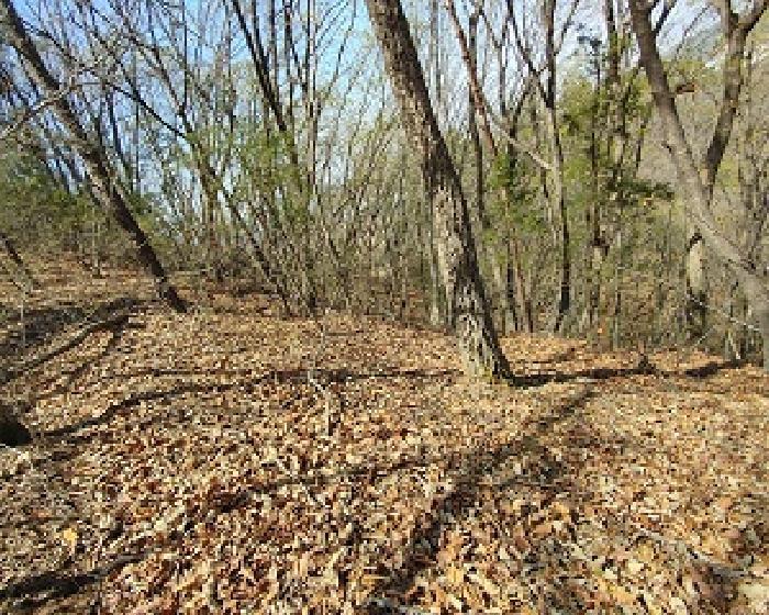 충청남도 부여군 부여읍 송곡리 산53 임야 경매 사진 14