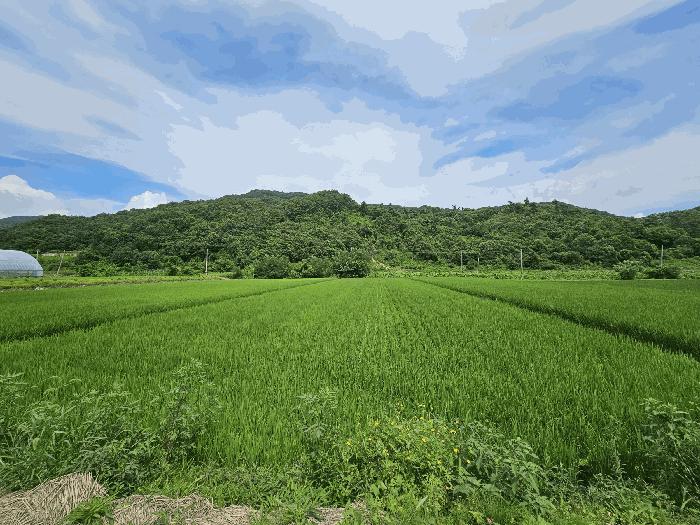 충청북도 충주시 소태면 야동리 657 답 경매 사진 2
