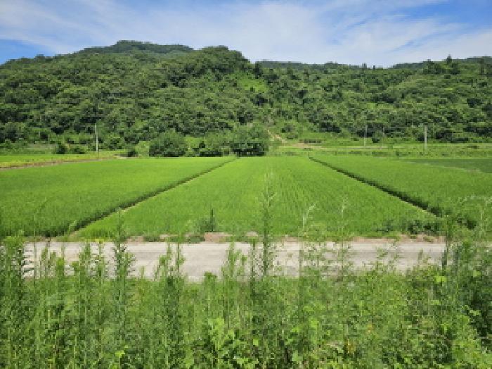 충청북도 충주시 소태면 야동리 657 답 경매 사진 3
