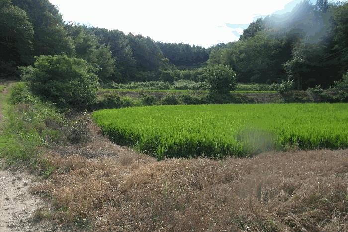 충청남도 부여군 규암면 수목리 360 답 경매 사진 1