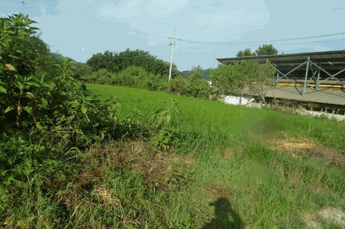 충청남도 부여군 규암면 수목리 360 답 경매 사진 8