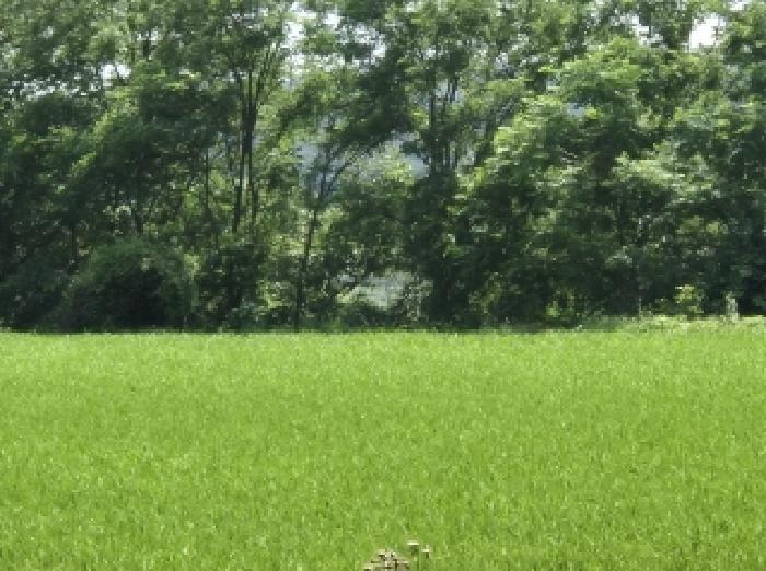 경상북도 포항시 북구 청하면 덕성리 407-1 임야 경매 사진 2