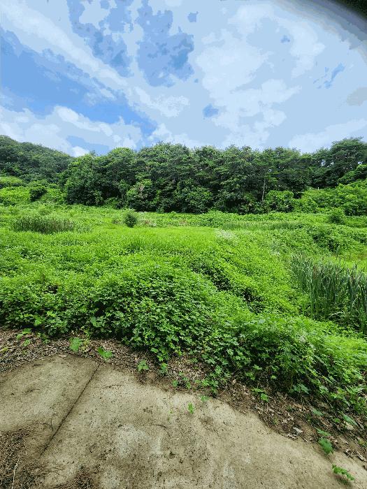 충청북도 충주시 앙성면 영죽리 758-1 답 경매 사진 4