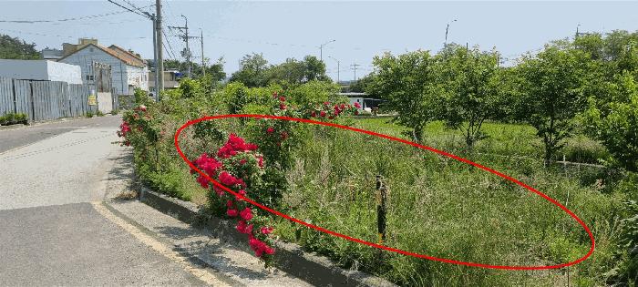 부산광역시 기장군 장안읍 명례리 66-3 답 경매 사진 2