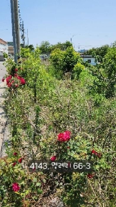 부산광역시 기장군 장안읍 명례리 66-3 답 경매 사진 6