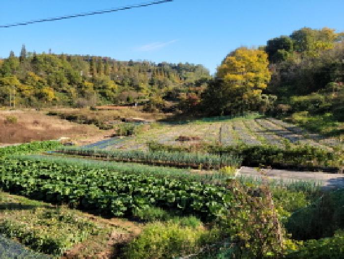 전라남도 여수시 소라면 덕양리 919-1 전 경매 사진 9