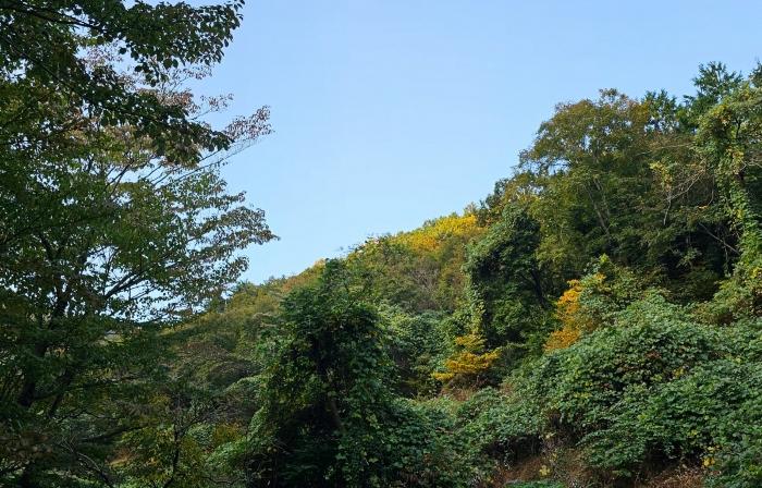 경상남도 거제시 옥포동 산123-2 임야 경매 사진 6