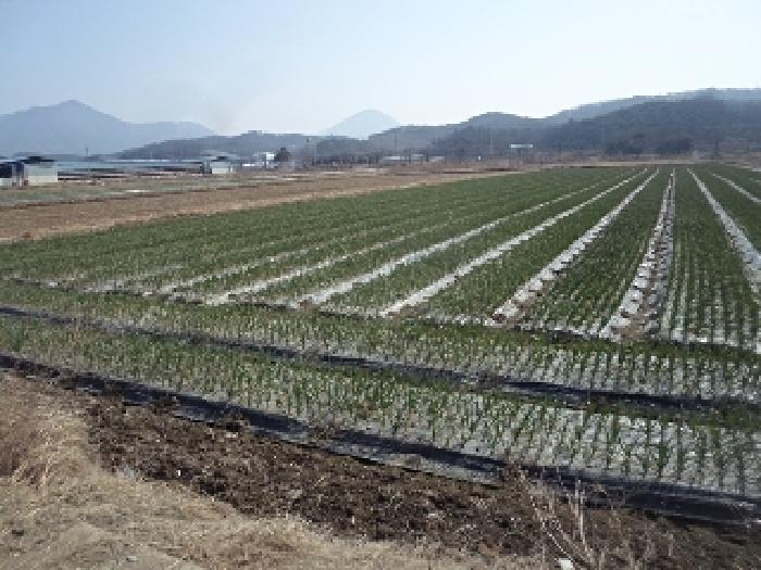 경상남도 창녕군 계성면 봉산리 1022 답 경매 사진 11