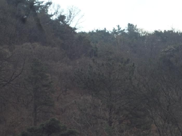 경상남도 창녕군 도천면 어만리 산140 임야 경매 사진 10
