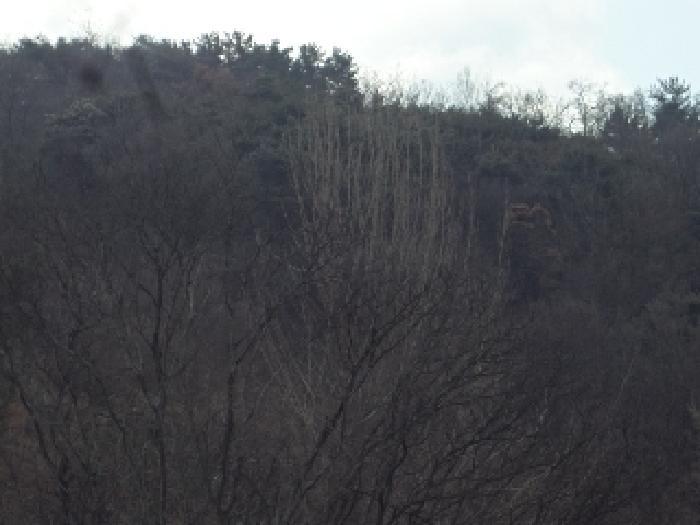 경상남도 창녕군 도천면 어만리 산140 임야 경매 사진 11