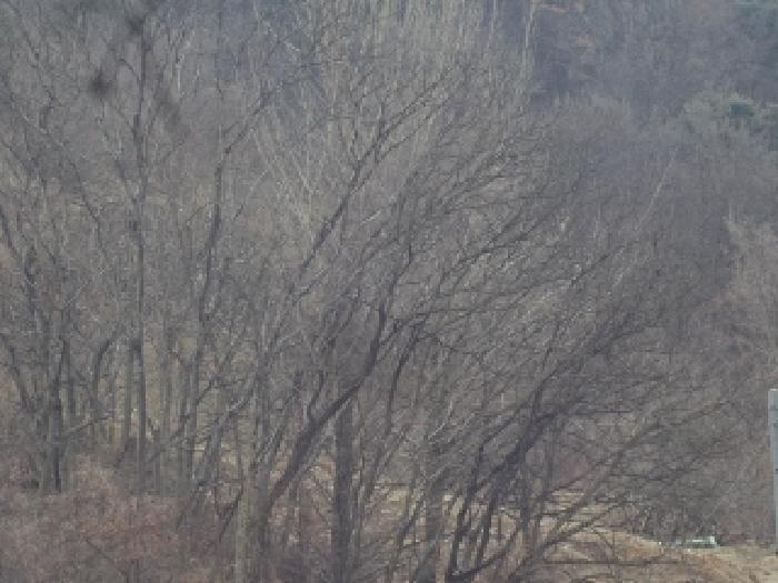 경상남도 창녕군 도천면 어만리 산140 임야 경매 사진 12