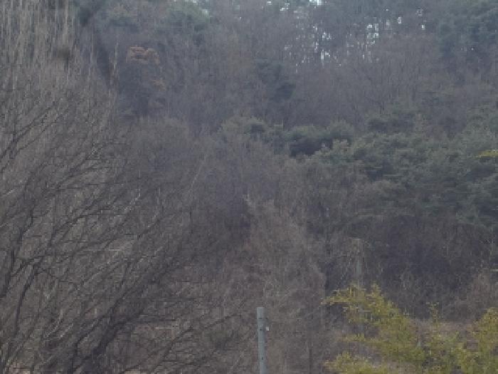 경상남도 창녕군 도천면 어만리 산140 임야 경매 사진 14