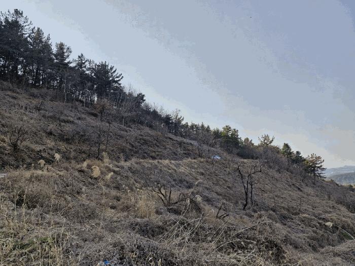 경상남도 창녕군 도천면 어만리 산140 임야 경매 사진 7