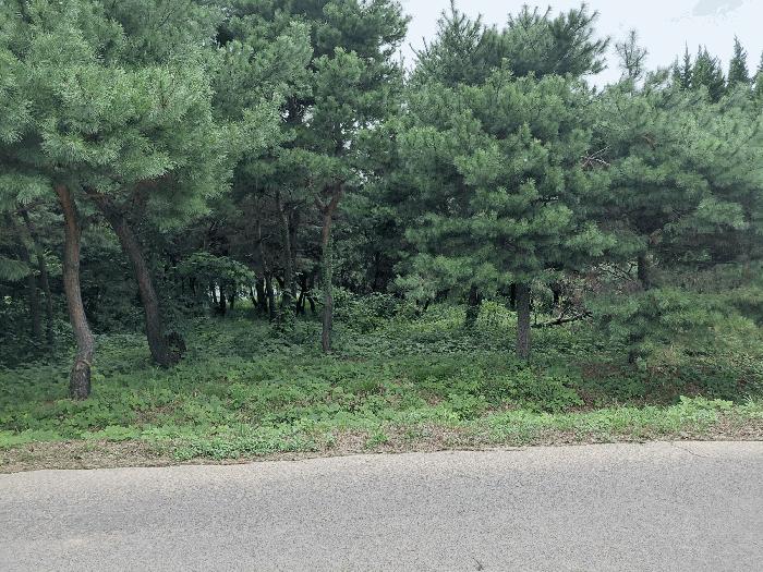 경상남도 하동군 옥종면 정수리 42 전 경매 사진 3