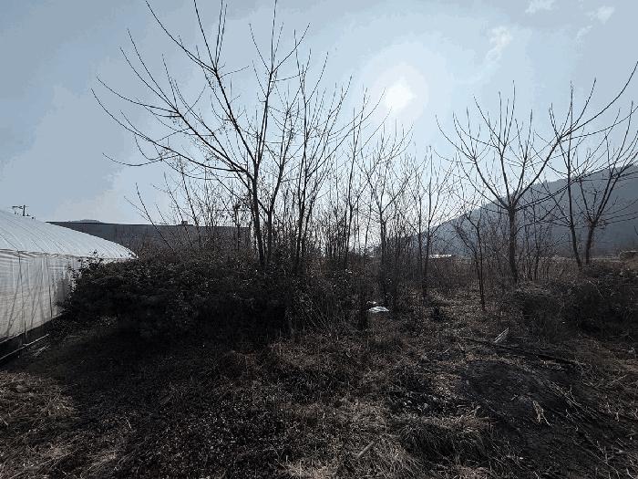 전라남도 장흥군 안양면 해창리 산50-5 임야 경매 사진 6
