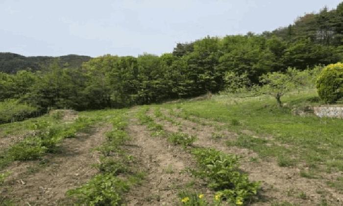 경상남도 밀양시 상동면 도곡리 산356 임야 경매 사진 7