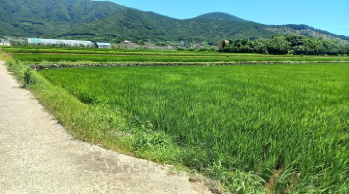 경상남도 거제시 아양동 산30 임야 경매 사진 7