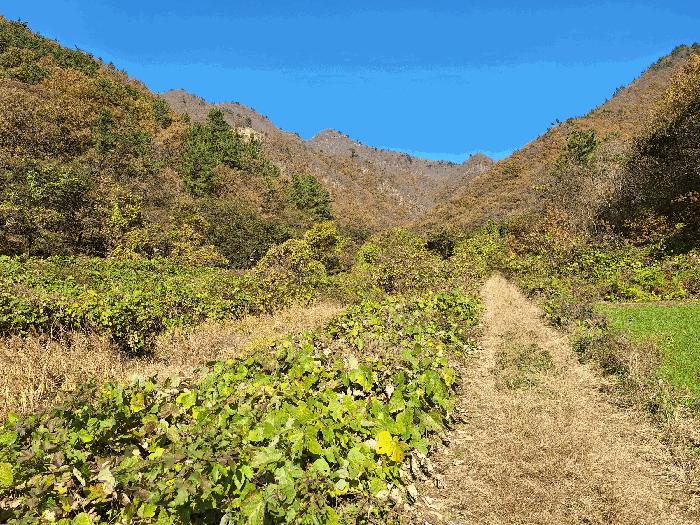 전라남도 장흥군 안양면 학송리 산75 임야 경매 사진 1