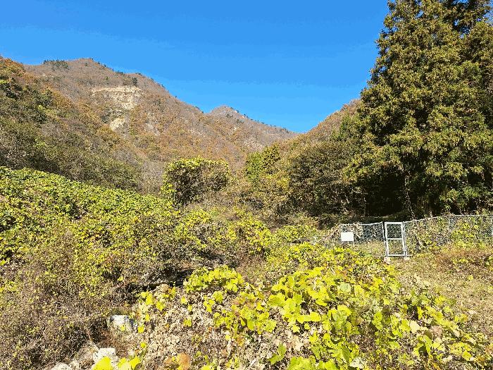 전라남도 장흥군 안양면 학송리 산75 임야 경매 사진 3