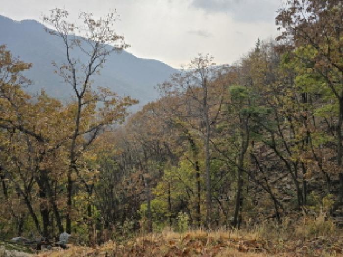 전라남도 장흥군 안양면 학송리 산75 임야 경매 사진 5