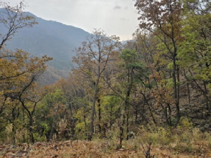 전라남도 장흥군 안양면 학송리 산75 임야 경매 사진 6