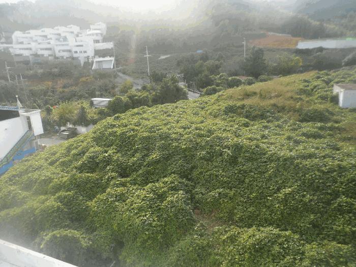 경상남도 거제시 장목면 관포리 119-2 전 경매 사진 6