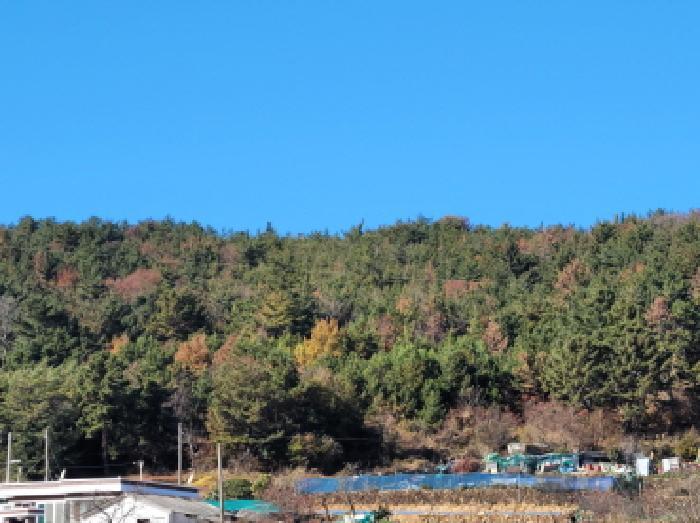전라남도 여수시 돌산읍 평사리 산377-1 임야 경매 사진 6