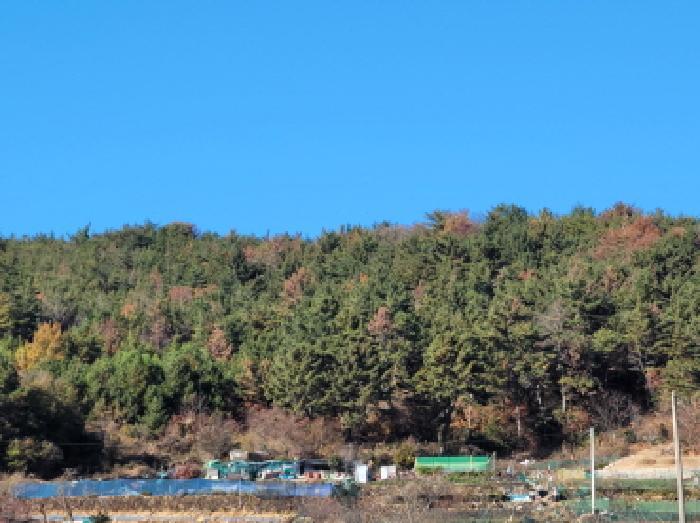 전라남도 여수시 돌산읍 평사리 산377-1 임야 경매 사진 7