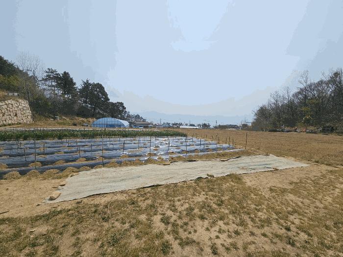 전라남도 장흥군 안양면 수문리 313-8 답 경매 사진 17