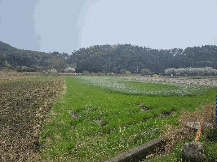 전라남도 장흥군 안양면 수문리 313-8 답 경매 사진 8