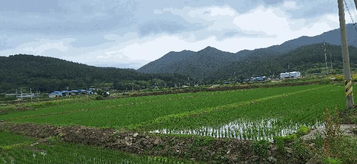 전라남도 강진군 병영면 지로리 304-13 답 경매 사진 6