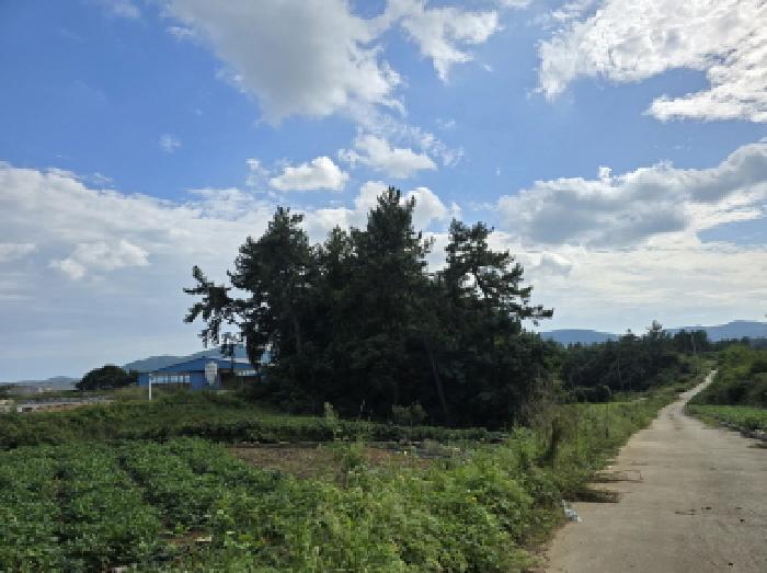 전라남도 장흥군 관산읍 외동리 산87 임야 경매 사진 17