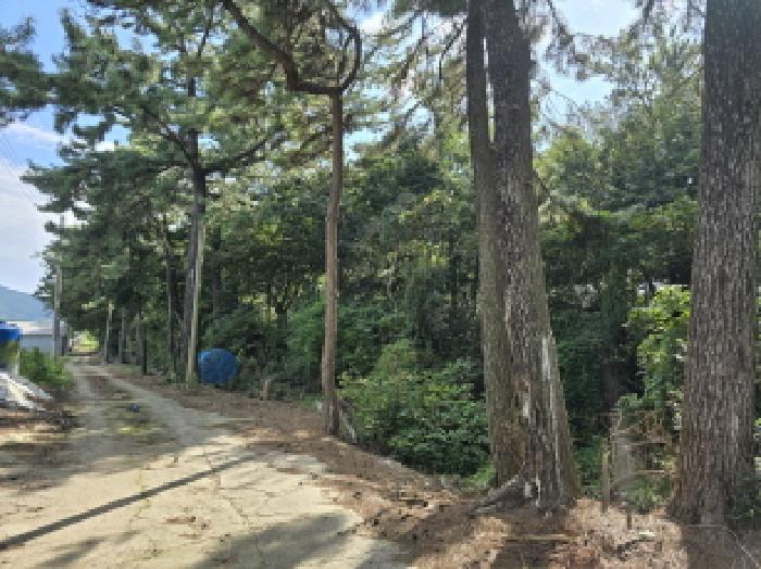 전라남도 장흥군 관산읍 외동리 산87 임야 경매 사진 18