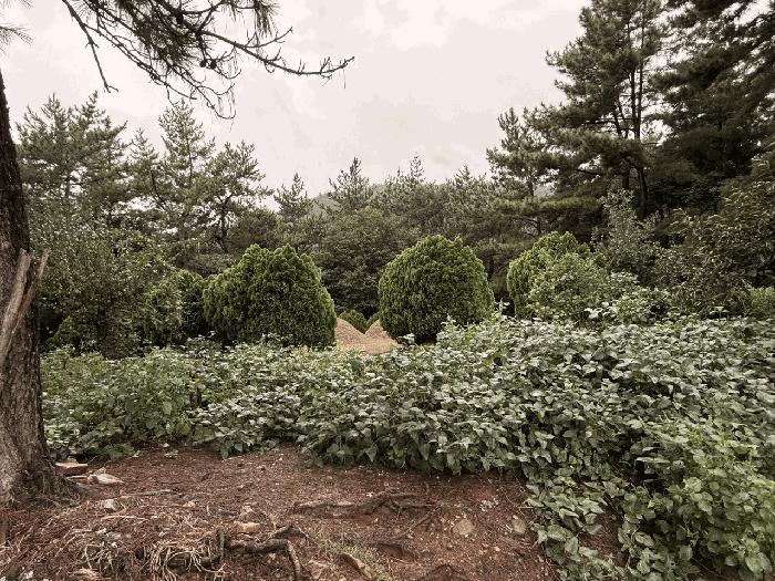 전라남도 장흥군 관산읍 외동리 산88-5 임야 경매 사진 2