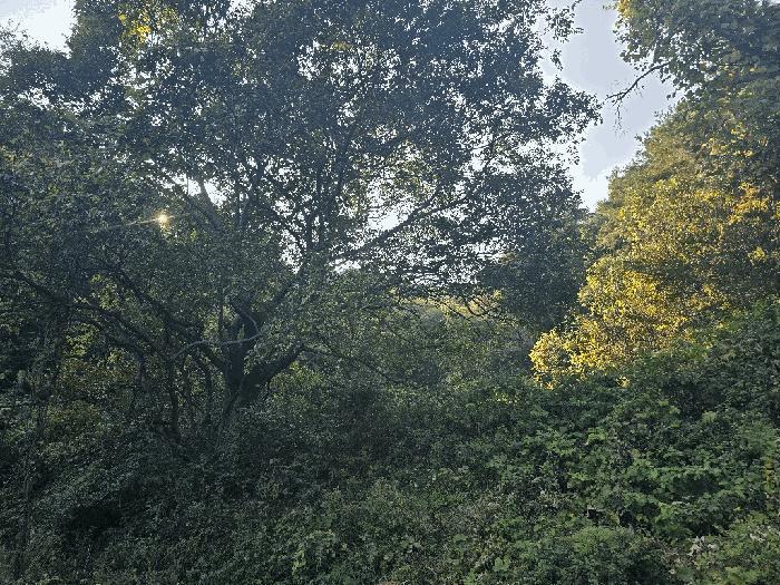 경상남도 하동군 횡천면 전대리 756 임야 경매 사진 3