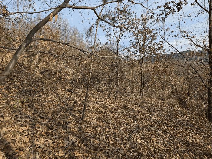 경상남도 진주시 일반성면 가선리 554 임야 경매 사진 4