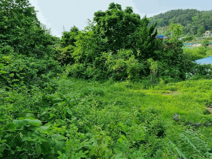 전북특별자치도 군산시 성산면 성덕리 343-6 전 경매 사진 3