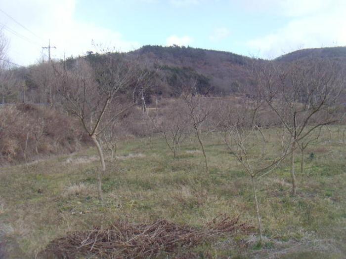전라남도 진도군 고군면 석현리 451 대지 경매 사진 6