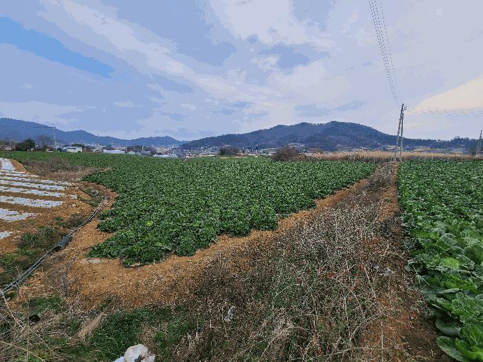 전라남도 진도군 고군면 지막리 833 전 경매 사진 5