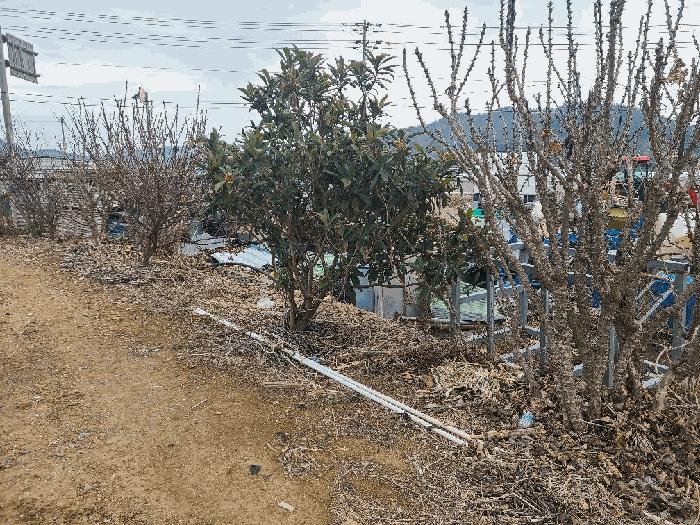전라남도 진도군 고군면 지막리 954 전 경매 사진 10