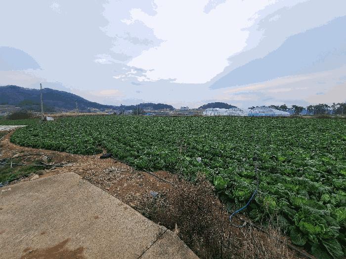 전라남도 진도군 고군면 지막리 954 전 경매 사진 12