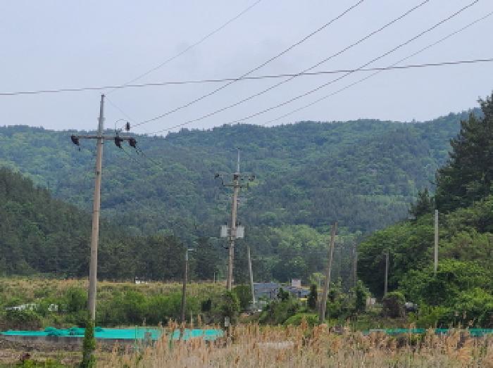 전라남도 완도군 약산면 우두리 산62 임야 경매 사진 3