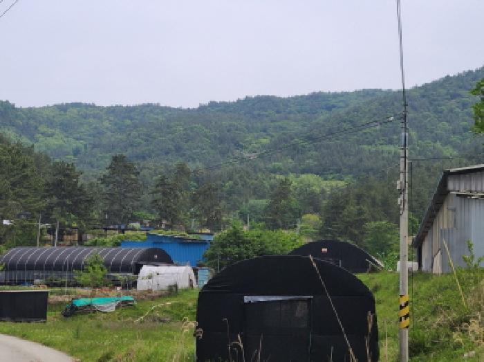 전라남도 완도군 약산면 우두리 산62 임야 경매 사진 5