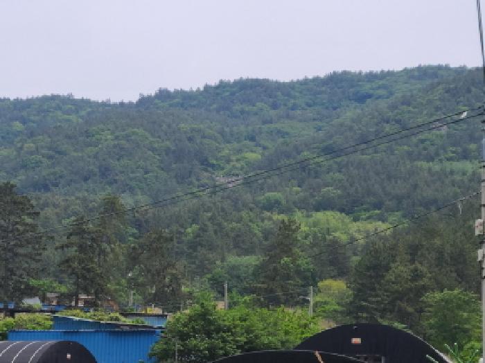 전라남도 완도군 약산면 우두리 산62 임야 경매 사진 6