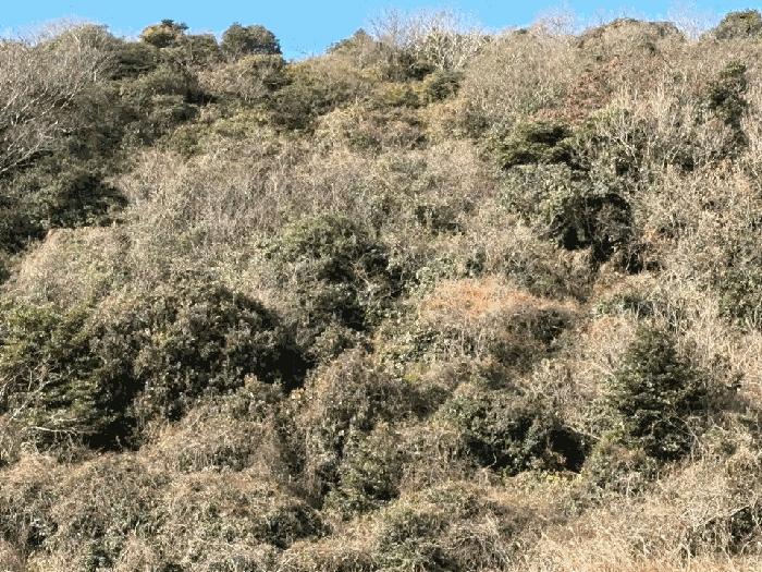 전라남도 진도군 진도읍 산월리 산151 임야 경매 사진 10